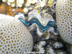 Mosaic coral&Giant clam by Yakout Hegazy 